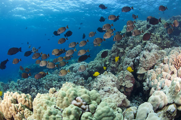 Kealakekua Bay Snorkeling Reef